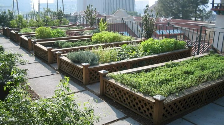Urban Agriculture Sebagai Upaya Menghadapi Tantangan Lingkungan Dan Pengentasan Kemiskinan